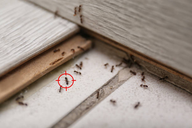 Best Local Pest Control Services  in Cordaville, MA