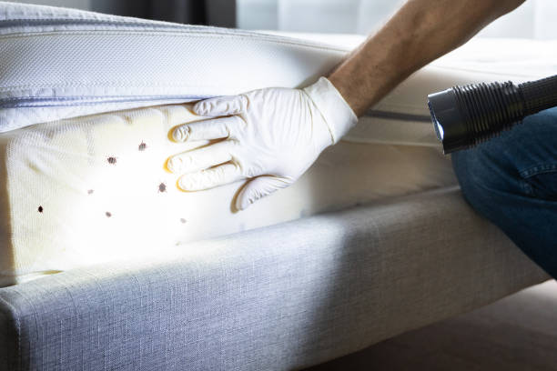 Best Termite Control Services  in Cordaville, MA