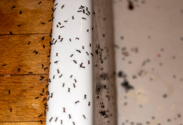 Best Pest Inspection Near Me  in Cordaville, MA