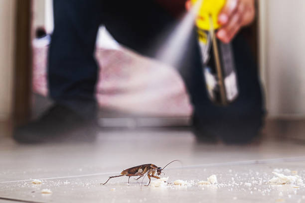 Trusted Cordaville, MA Pest Control Experts